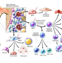 Diabetic Bone Marrow Microenvironment (Dr. David Hess & Dr. Subodh Verma)