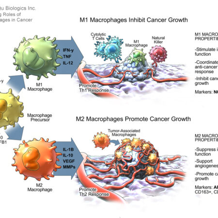 M1 and M2 Macrophages, Opposing Roles in Cancer (Qu Biologics Inc.)