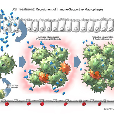 M1 Macrophage Recruitment and Bacterial Clearance (Qu Biologics Inc.)
