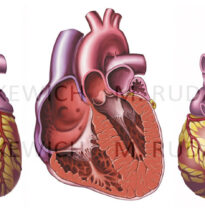 Normal anatomy of the heart, shown in anterior, cross-sectional and posterior views