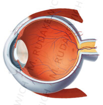 Anatomy of the Eye